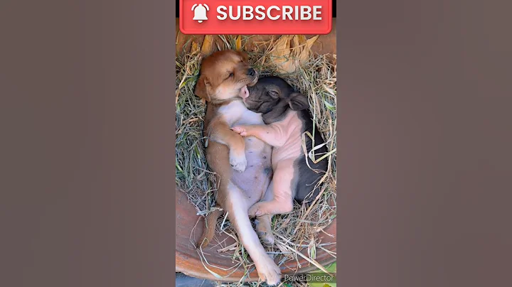 #dog 🐕#pig #funny #comedy #viralvideo #trending #animals #shorts #shortvideo #trynottolaugh