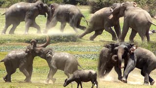 Aggressive elephant fight between two female Elephants to become the queen of the jungle