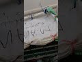 Lohmann Brown Egg Laying Hens Self-Picked by MR Awais | Faisalabad | Anwaar Fresh Farm