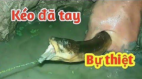 Câu Nhầm Lươn Sống Lâu Năm Đen Kịnh - Câu Lươn Đêm