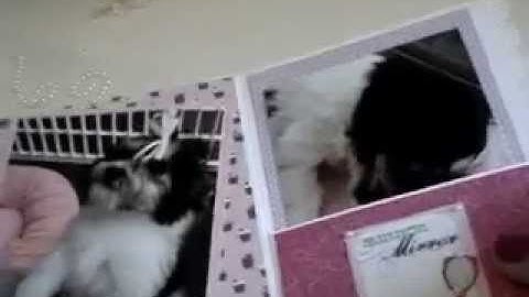 "Princess" PUPPY  Mini Album | KATHY ORTA BINDING