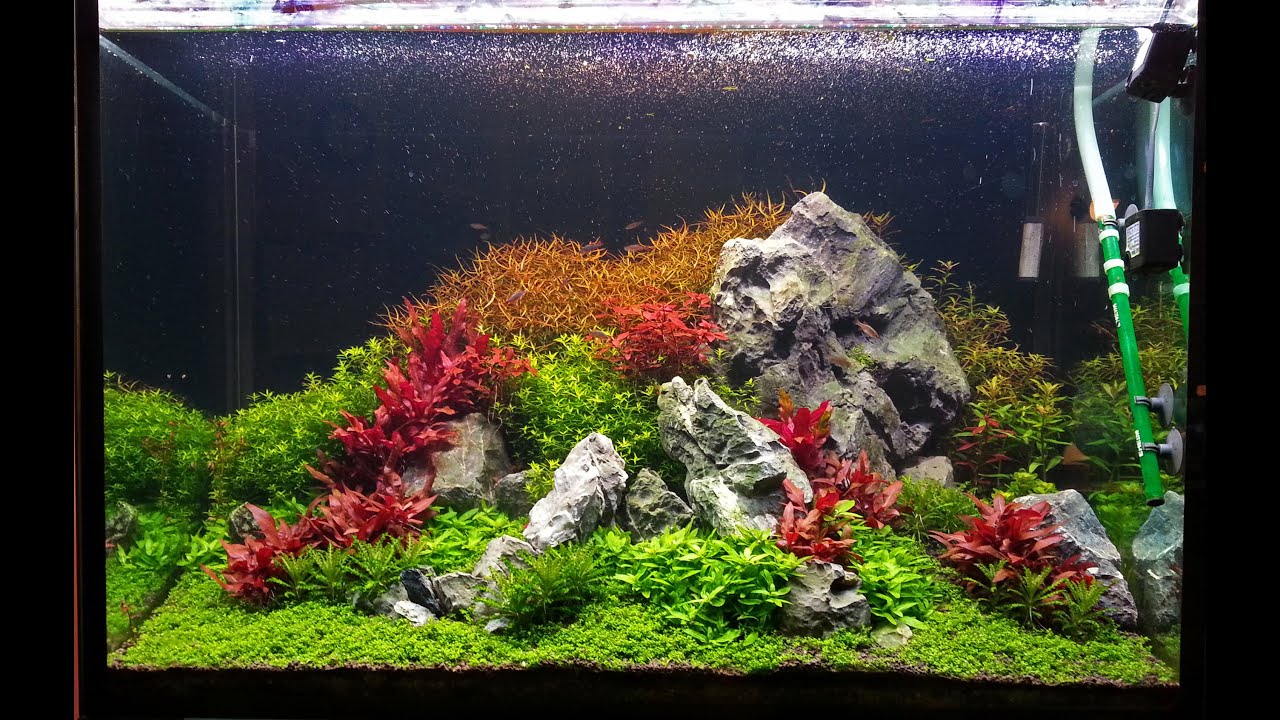 Planted tank, rock and AR mini aquascape - YouTube