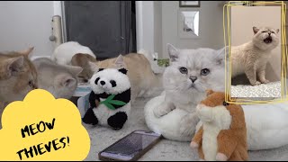 Apollo's sound to attract cats is stolen by plushies!