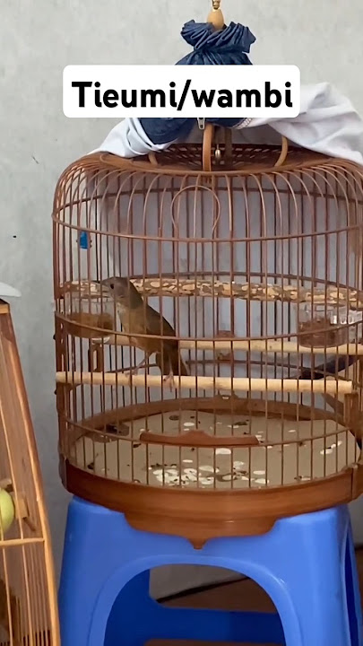 buset body big tieumi/wambi mini ini boskuuu burung import