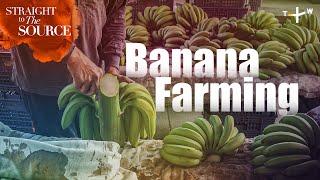 Banana: How This Tropical Fruit is Harvested in Taiwan | Straight to the Source Ep.7