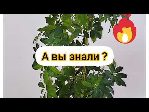 А вы знали? Шеффлера. Цветок-прорицатель.  Интересные факты о шеффлере.