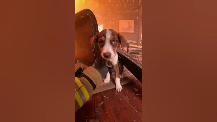 Firefighter Bodycam: Saving a Puppy from an Exploding Apartment Fire! #FirefighterRescue #shorts