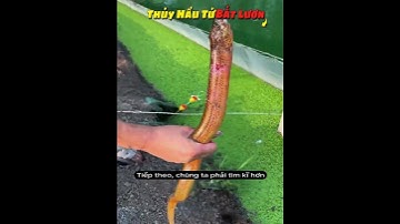 cách câu bắt lươn vàng khủng của thủy hầu tử #câulươn  #batluonvang #thuyhautu