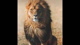 Whatsapp Üçün Yeni Status Video Və Mahnı 2022 Mp3