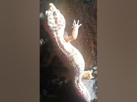 эублифар #р#е#к#о#м#е#н#д#а#ц#ы#и - YouTube