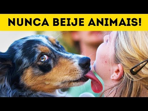 Vídeo: É Arriscado Beijar Seu Cachorro?