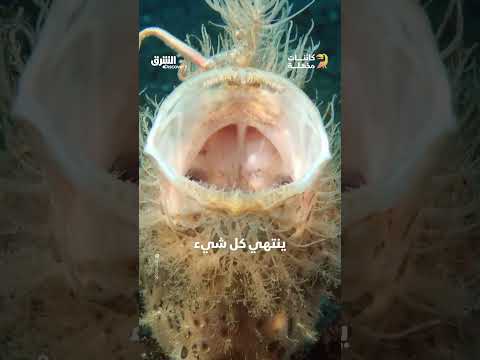 الضفدع المشعر: آليات صيد فريدة في المياه الاستوائية