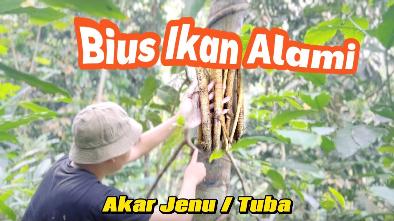 berburu akar jenu untuk bius ikan sungai ‼️solusi aman ramah lingkungan ‼️