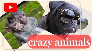 best funny animal videos.