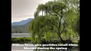 Weeping Willow Tree Net Worth