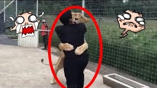 Lion Sees His Adoptive Father After 7 Years!!!