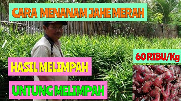 CARA MENANAM JAHE MERAH HASIL MELIMPAH UNTUNG MELIMPAH
