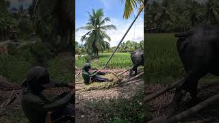 A VERY STRONG CARABAO #STRONGCARABAO #BUFFALO #CARABAO #FARMING #SHORTVIRAL #COW #PHILIPPINES