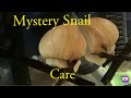 Mystery snail care and info