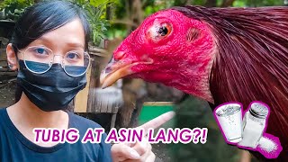 'ONE EYE COLD' o CORYZA sa manok #coryza #gamot