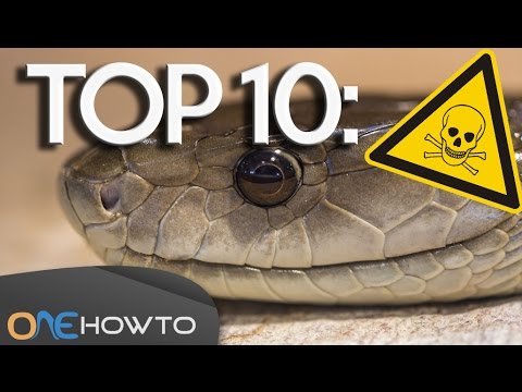 Top 10 Most