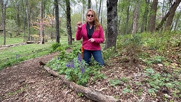 Take a Walk with Tavia #11 - Dwarf Larkspur