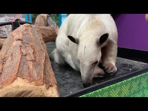 Virtual Classroom: Tamandua