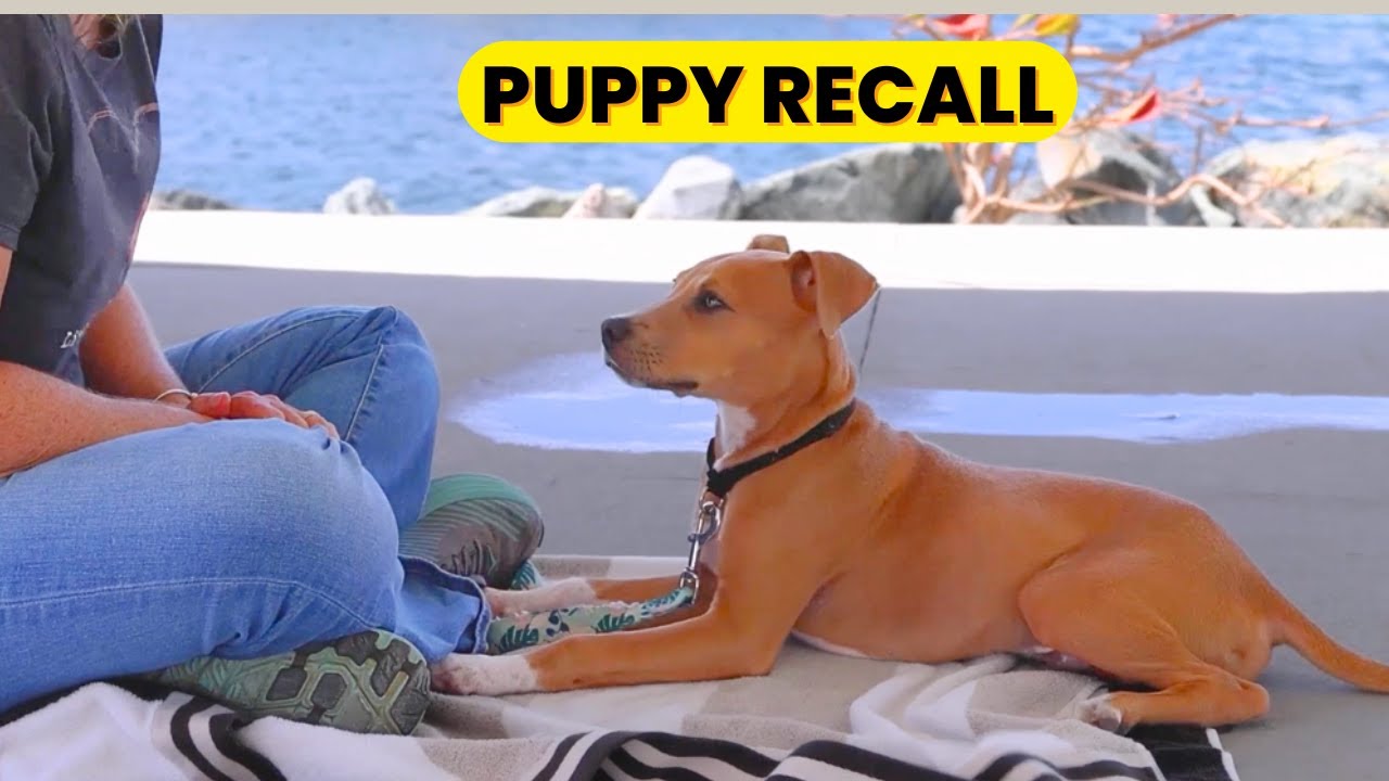 Teach Puppy Recall