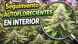 EXPERIMENT WITH AUTOFLOWERING PLANTS | TO TRANSPLANT OR NOT TO TRANSPLANT? 🧑🏻‍🌾
