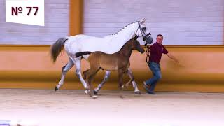 77. Payton Blue (Conthargos x Mr. Blue x Cardento)