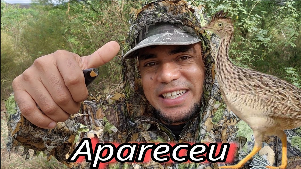 TESTANDO PIO CODORNIZ CHIFRE