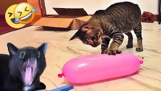 Funny Cat Videos of 2024  YOU LAUGH YOU LOSE #14