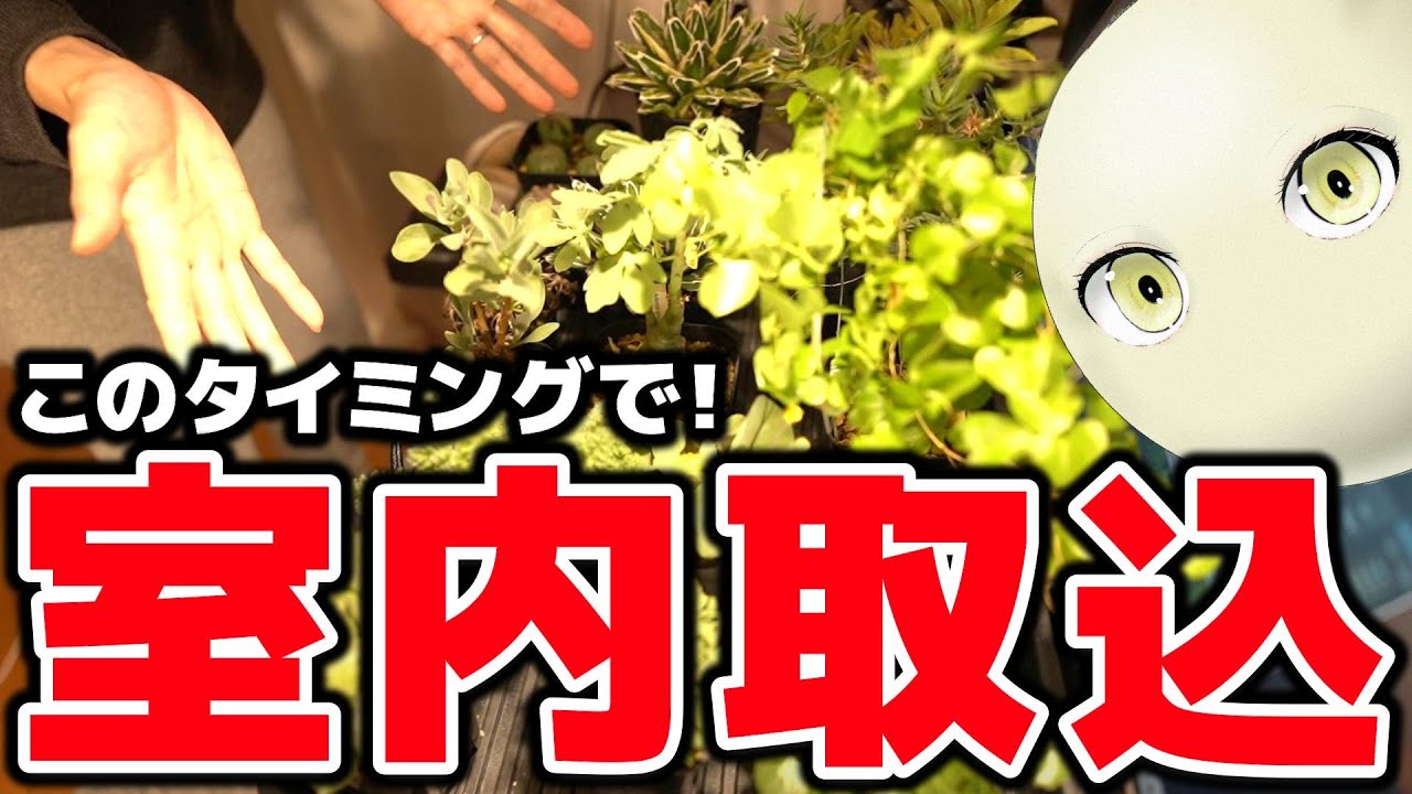 【塊根植物】室内取り込みのタイミングっていつなの？目安はこれ！【多肉植物】