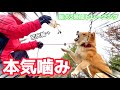【大暴れ】口輪も付けれなかった"本気噛み柴犬"が大変身!