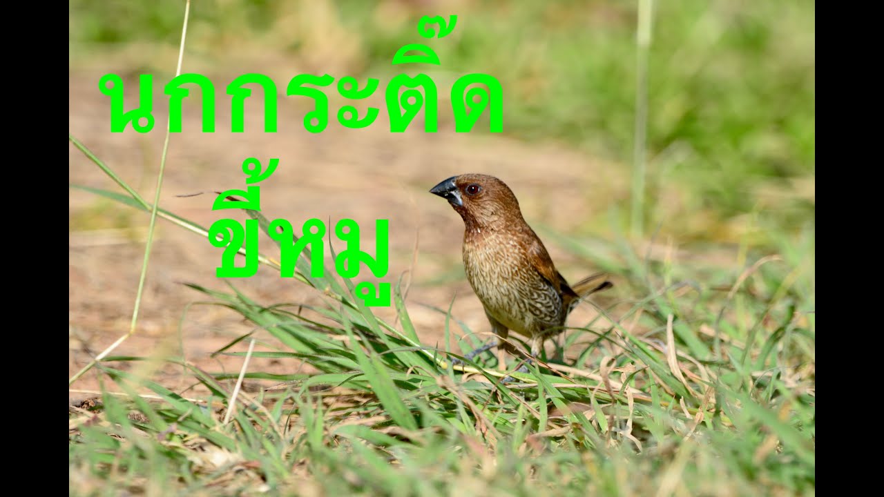 นกกระติ๊ดขี้หมู Scaly-breasted Munia ห้องเรียนธรรมชาติ 
