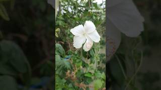 Hibiscus Flower Status Video S Favorite Flower