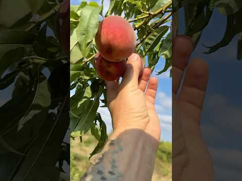 Проверяем персики на мягкость #топ # персик #фрукт #вреки #монетизацияyoutube