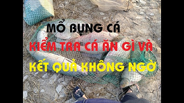 MỔ BỤNG KIỂM TRA CÁ ĂN GÌ TRONG Ổ MỒI THÍNH CÂU THUỐC BẮC, Zalo: 0979.009.118; FB: Thính Câu Hân Ốc