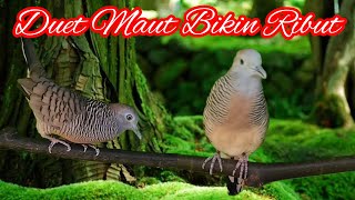 Download Lagu Perkutut gacor duet maut saut sautan bikin ribut . MP3