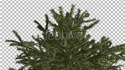 Monkey Puzzle Top of Tree Cones Coniferous | Motion Graphics - Envato elements