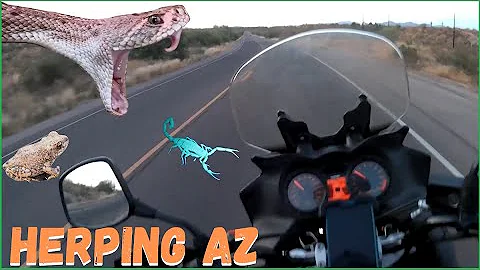 RATTLESNAKES, MOTORCYCLES, & TOADS, Arizona Herping May 2023