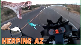 RATTLESNAKES, MOTORCYCLES, &amp; TOADS, Arizona Herping May 2023