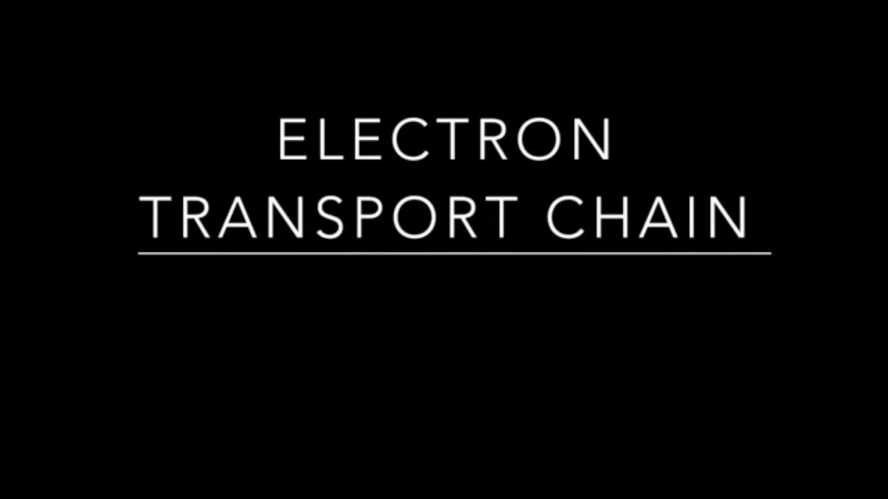 Electron Transport Chain (ETC) - Oxidative Phosphorylation - Cellular ...