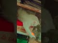 Playtime Of My Persian Cat #persian#persiancat