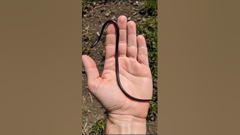 Ongelooflijke evolutie van dieren | Van klein tot wilde reus