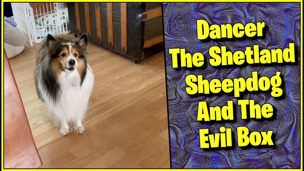 Dancer The Shetland Sheepdog and The Evil Box 