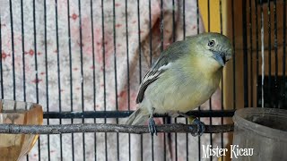 Suara CIPOH BETINA Sebagai Pancingan AMPUH jadi CIPOH SIRTU JANTAN LANGSUNG NYAUT DAN NGOTOT