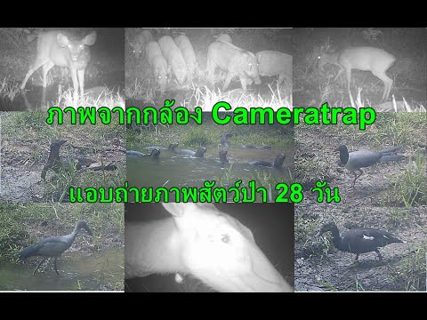 ตั้งกล้องดักถ่ายภาพสัตว์ป่า, ใน 28 วัน, Camera traps, capture wildlife in 28 days