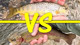 Wild Trout vs. Stocked Trout - Fishing a NJ Creek