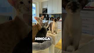 "Kucing yang tampak serius ini sebenarnya adalah kucing Oriental Shorthair" #shorts #imut #hewan